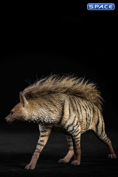 1/6 Scale Striped Hyaena (grey)