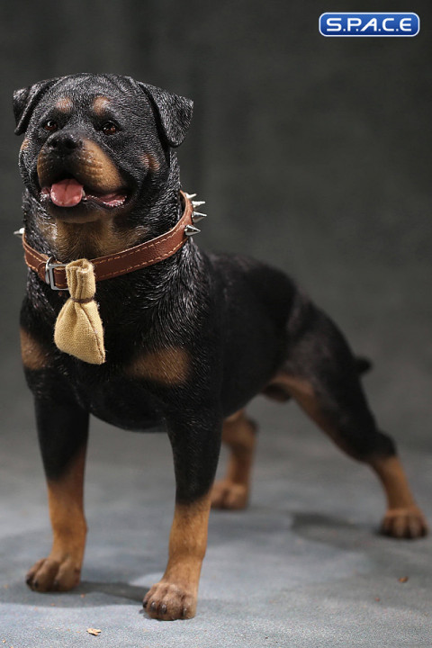 1/6 Scale Rottweiler 2.0 (black)