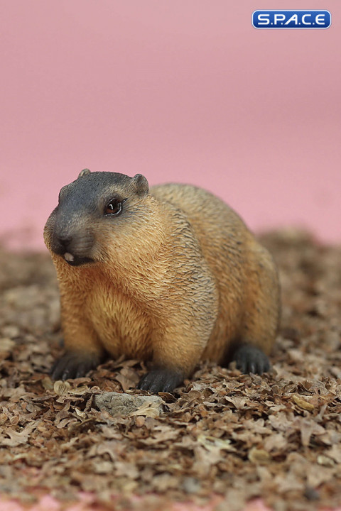 1/6 Scale Marmota Version A