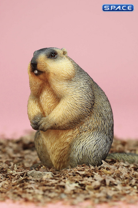 1/6 Scale Marmota Version B