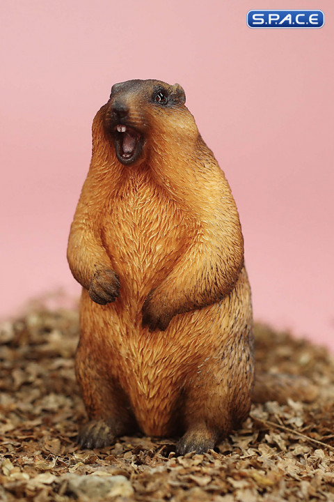 1/6 Scale Marmota Version D