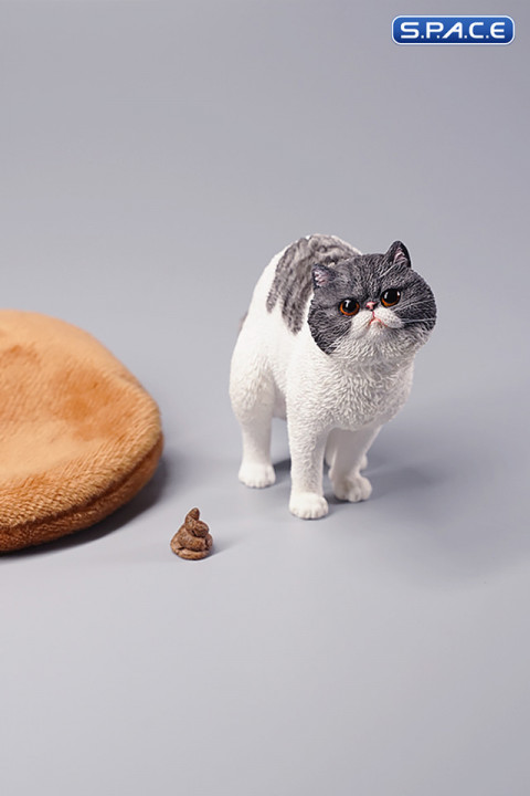 1/6 Scale half squatting Exotic Shorthair Cat (grey/white)