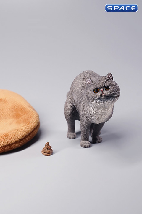 1/6 Scale half squatting Exotic Shorthair Cat (grey)