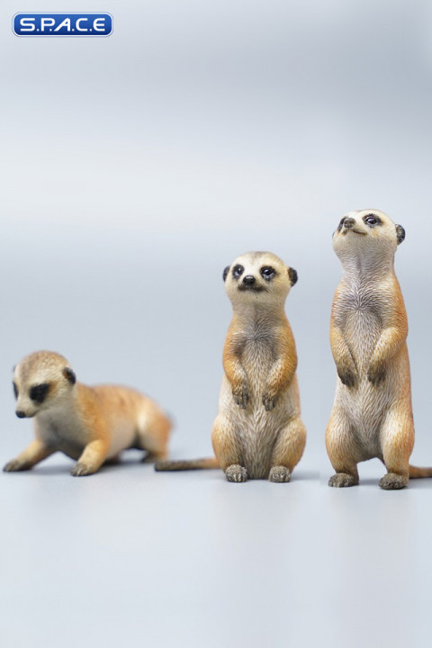 1/6 Scale Suricate Set