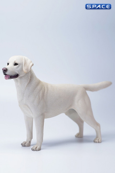 1/6 Scale Labrador Retriever (white)