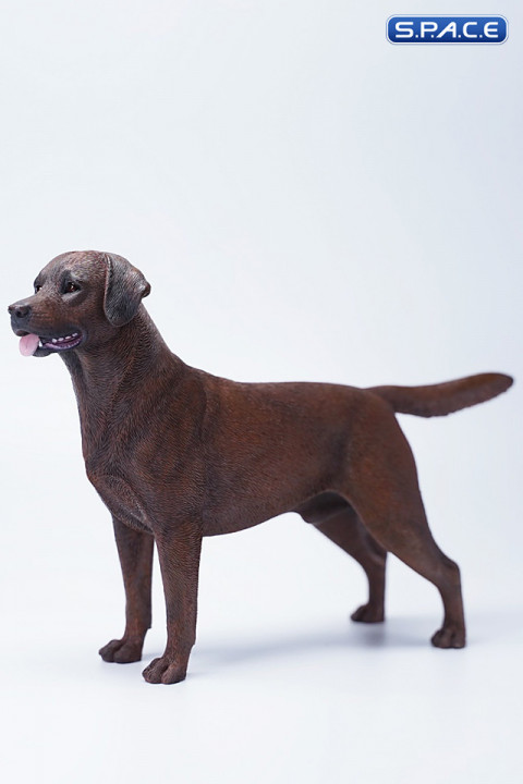1/6 Scale Labrador Retriever (dark brown)
