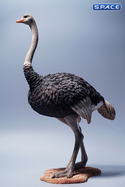 1/6 Scale Ostrich (black)