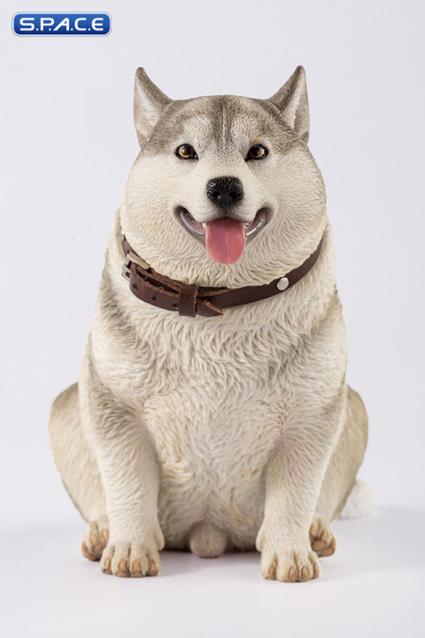 1/6 Scale fat Husky (grey)