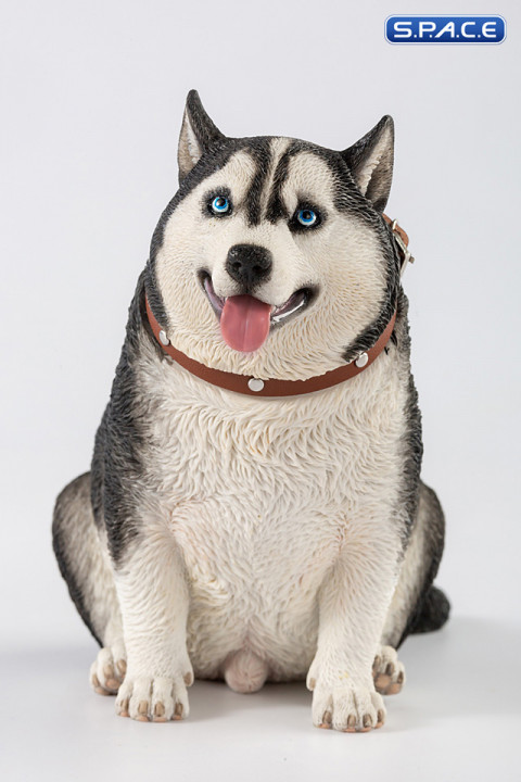 1/6 Scale fat Husky (black)