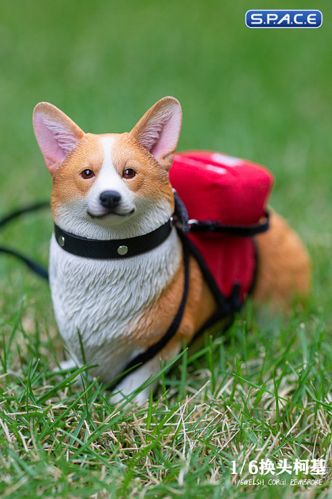 1/6 Scale Welsh Corgi Pembroke (brown)