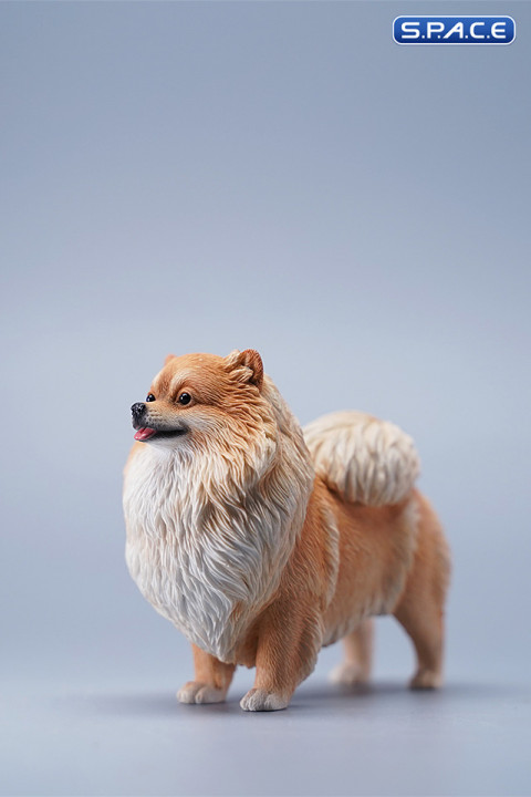 1/6 Scale Pomeranian (brown)