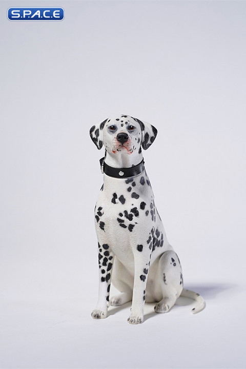 1/6 Scale sitting Dalmatian