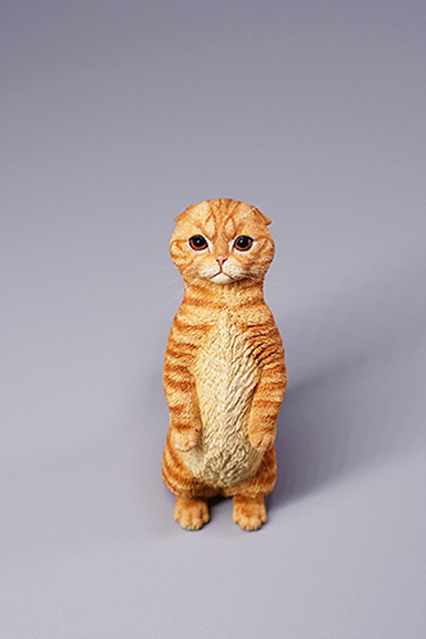 1/6 Scale Scottish Fold (red)