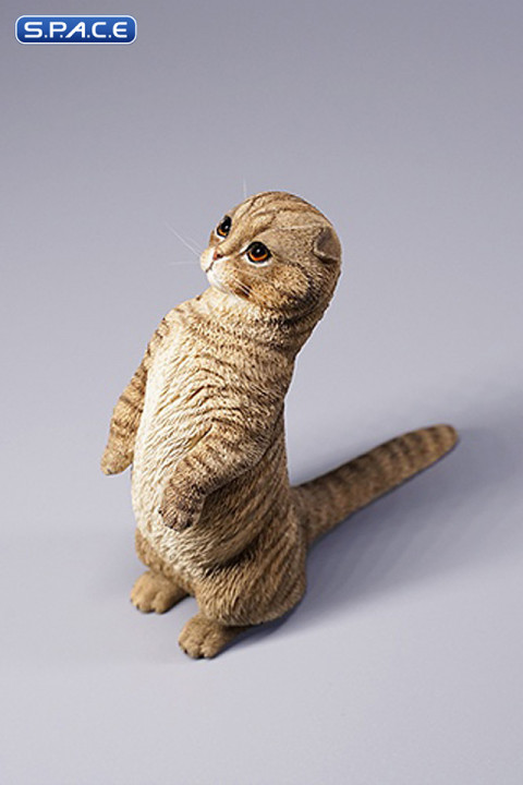 1/6 Scale Scottish Fold (brown)