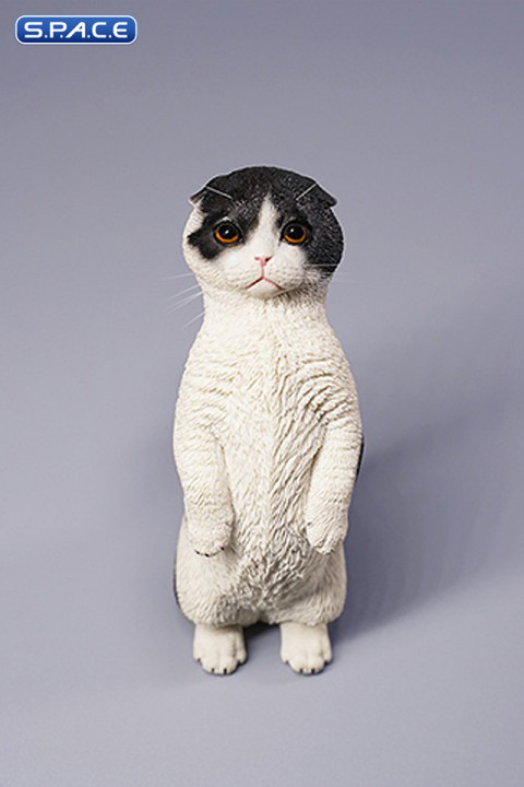 1/6 Scale Scottish Fold (white/black)