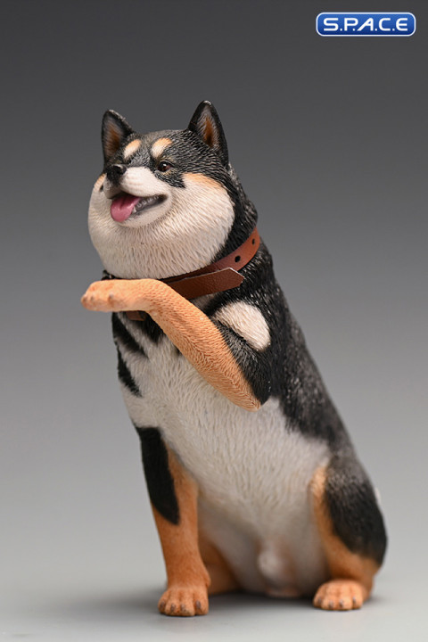 1/6 Scale Play Cute Shiba Inu (tricolor)