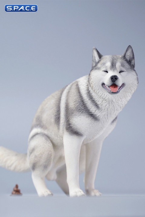 1/6 Scale Siberian Husky Half Squat (grey)