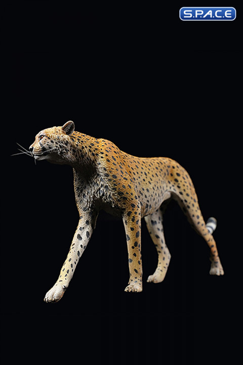 1/6 Scale Acinonyx Jubatus