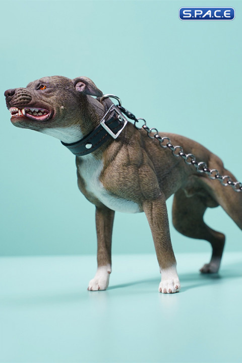 1/6 Scale American Pit Bull Terrier (brown)