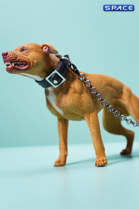 1/6 Scale American Pit Bull Terrier (yellow)