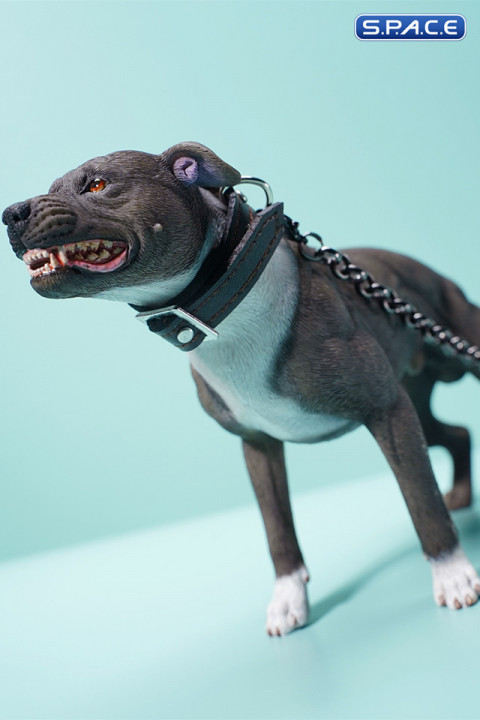 1/6 Scale American Pit Bull Terrier (black)