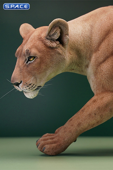1/6 Scale Lioness Version B