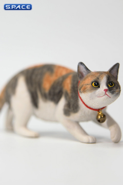1/6 Scale Felis Catus 3.0 Version A2