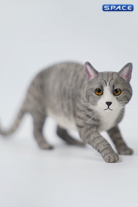 1/6 Scale Felis Catus 3.0 Version B4