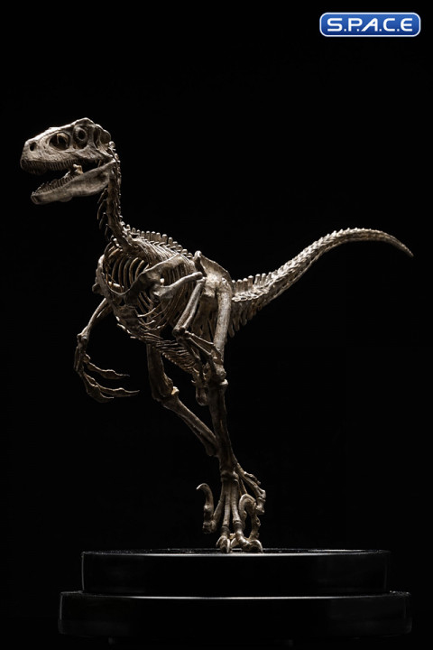 1/8 Scale Velociraptor Skeleton Bronze Statue (Jurassic Park)