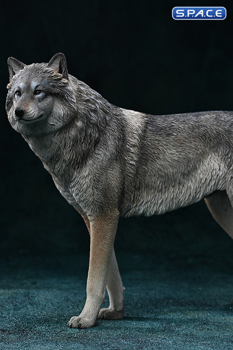 1/6 Scale Arctic Wolf Version B
