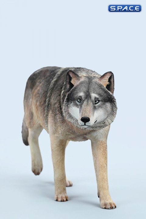 1/6 Scale Gray Wolf Version A1
