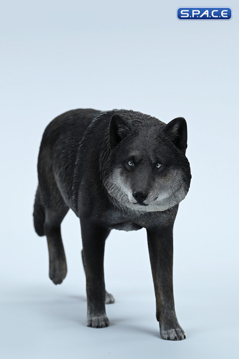 1/6 Scale Gray Wolf Version A4