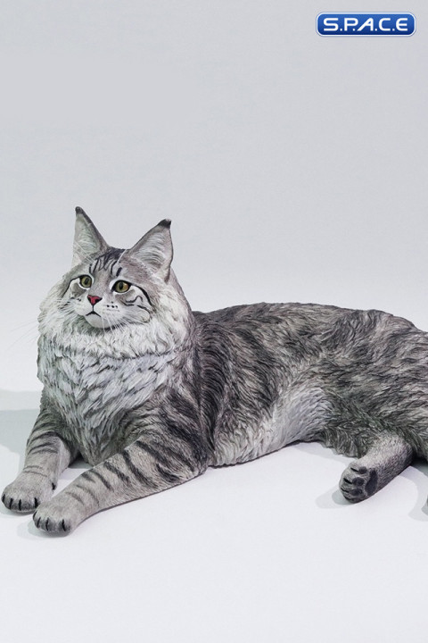 1/6 Scale Main Coon