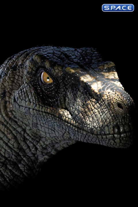 1:1 Female Velociraptor Life-Size Bust (Jurassic Park III)