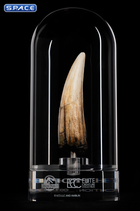 1:1 Spinosaurus Tooth Life-Size Replica (Jurassic Park III)