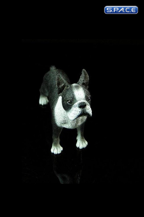 1/6 Scale Boston Terrier (Dog Series)