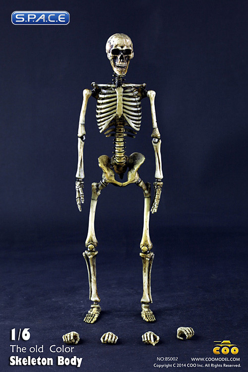 1/6 Scale movable Skeleton Body (old color)