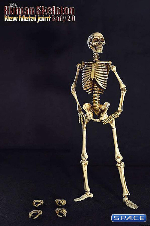 1/6 Scale Human Skeleton Body 2.0