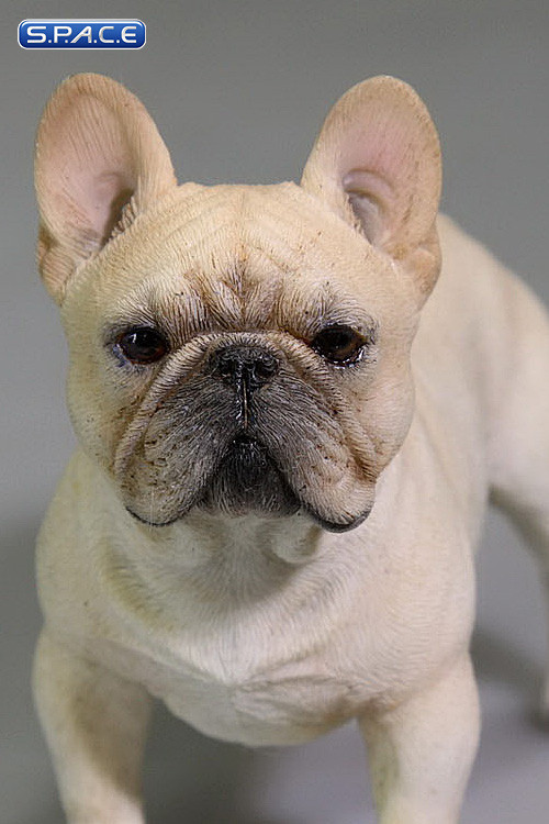 1/6 Scale beige French Bulldog