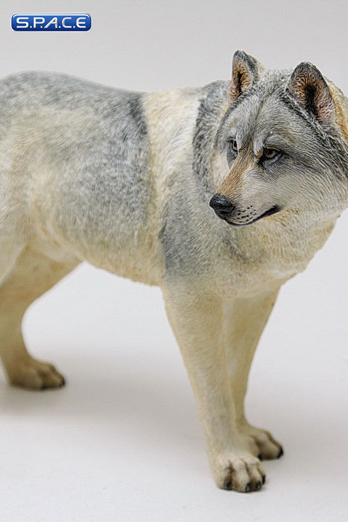 1/6 Scale grey Wolf