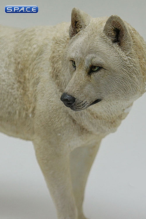1/6 Scale white Wolf