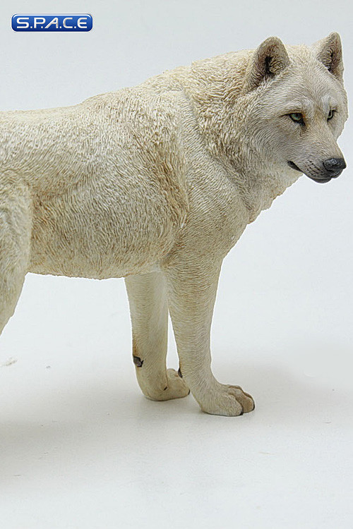 1/6 Scale white Wolf