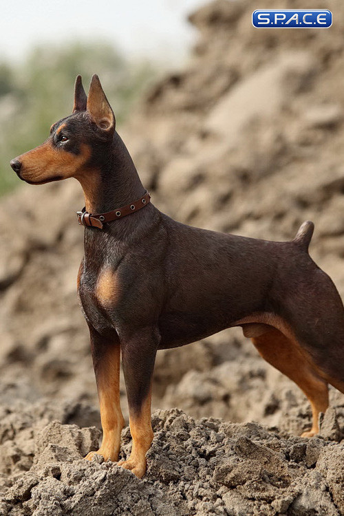 1/6 Scale German Doberman Version A