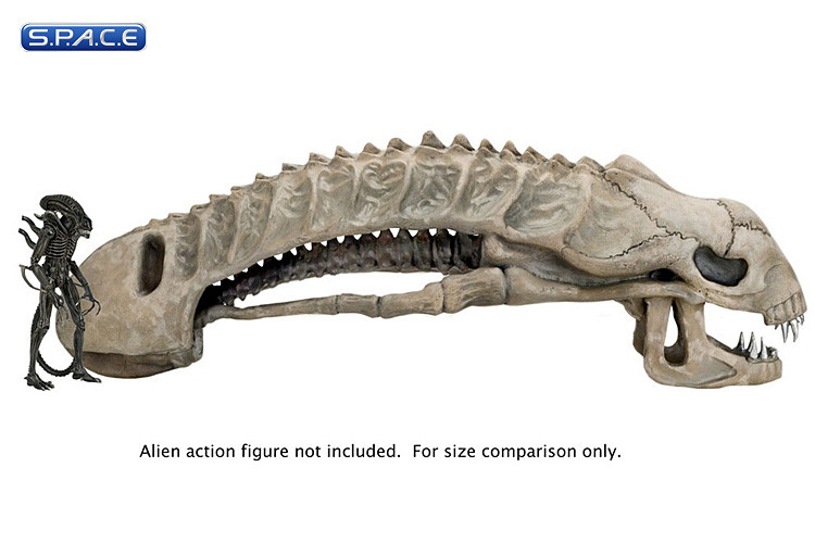 1:1 Alien Skull Life-Size Prop Replica (Aliens)
