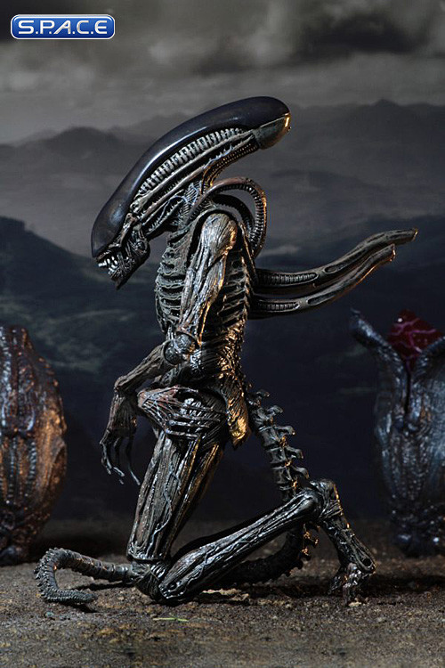 Xenomorph (Alien: Covenant)