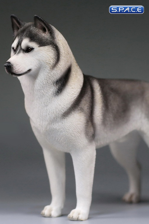 1/6 Scale grey Siberian Husky