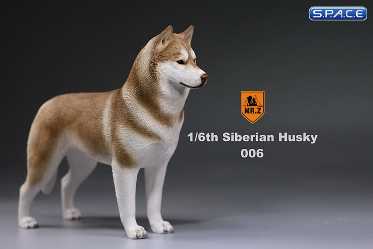 1/6 Scale brown Siberian Husky