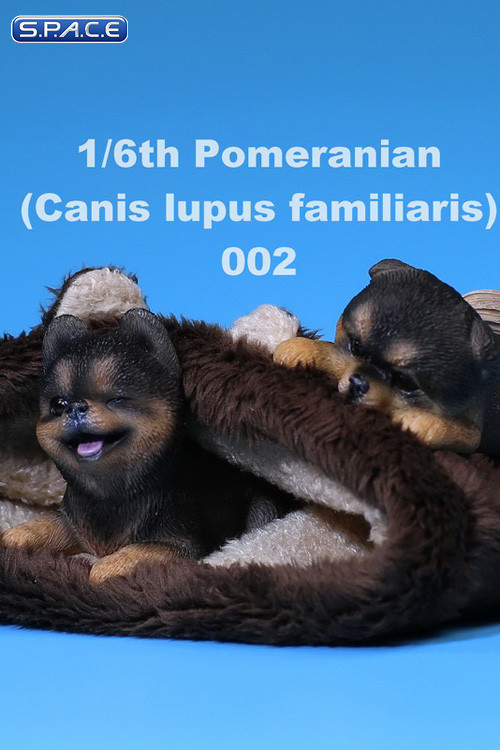 1/6 Scale black Pomeranian Pup
