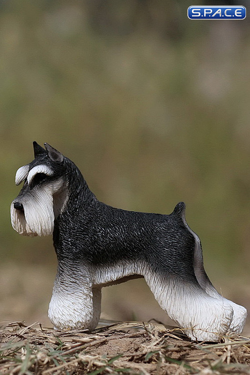 1/6 Scale black and white Schnauzer