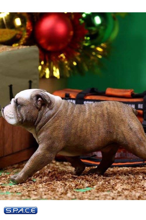 1/6 Scale tan Clown Face British Bulldogs